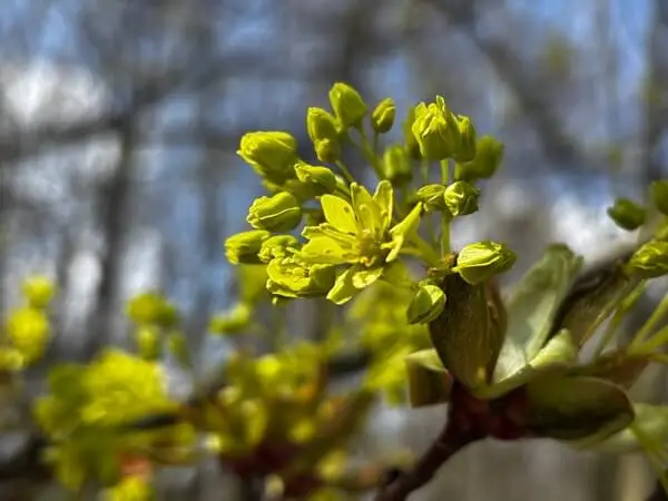 pasieka w kwietniu korzysta z kwitnących klonów