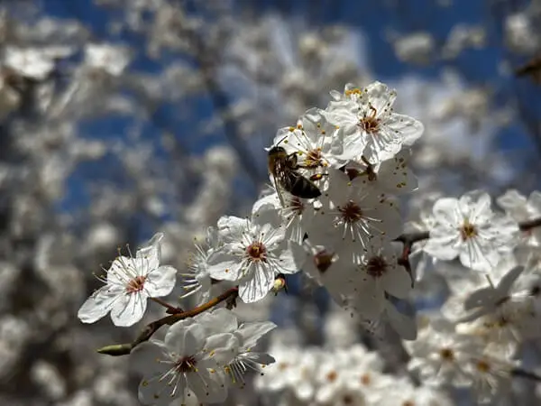 pszczoły w kwietniu zbierają nektar z mirabelki