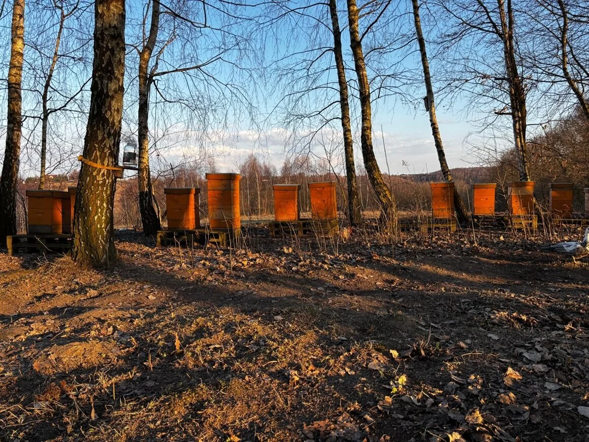 Marzec w pasiece – początek intensywnego sezonu i pierwsze decyzje