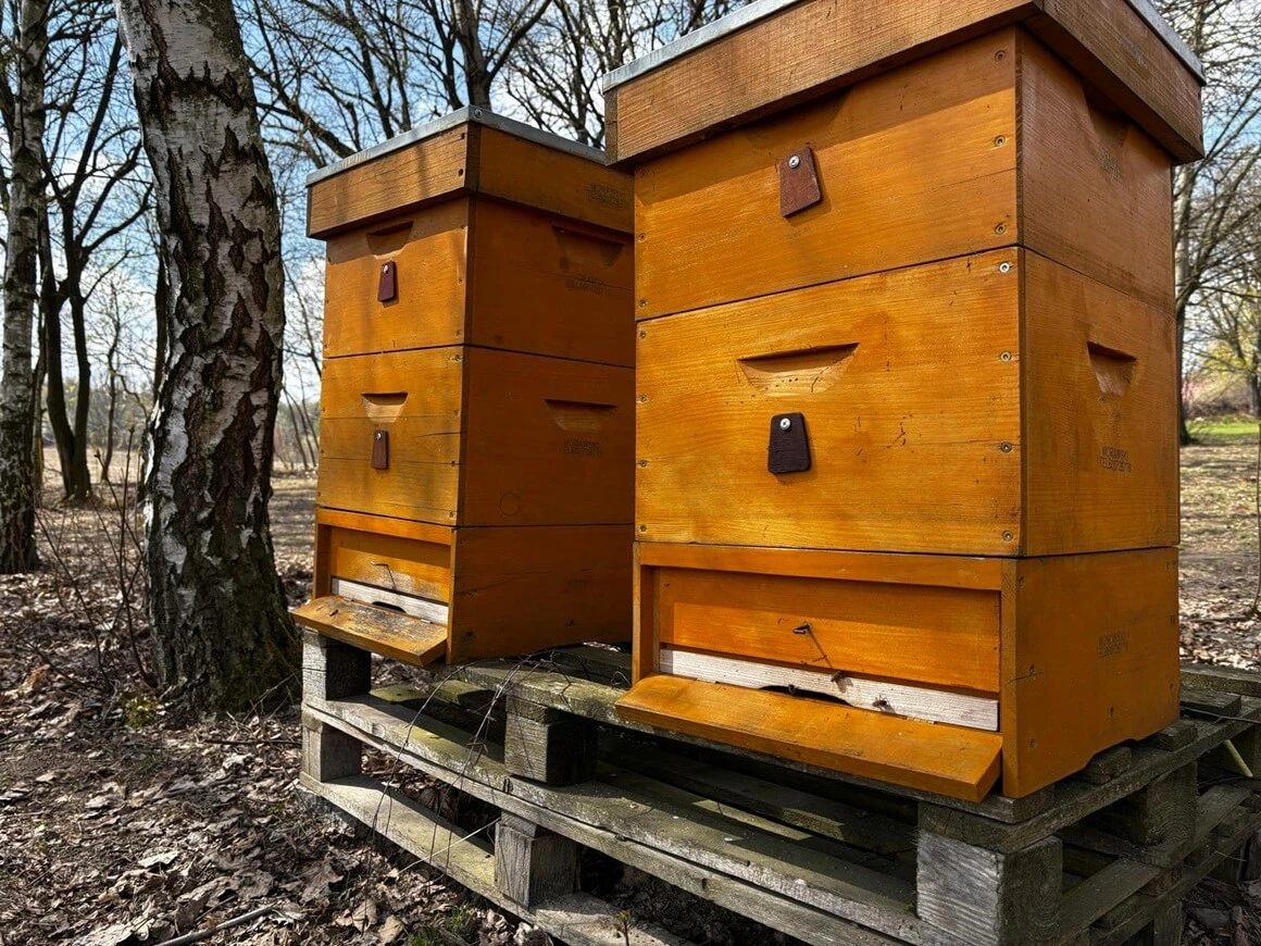 Kwiecień w pasiece – dynamiczny rozwój rodzin i intensywna praca